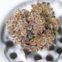 Dutch Passion Mimosa Punch Auto Smoke Buds Weed Ganja Skunk Dope Pot Images Pics Nuggets