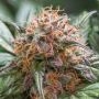 Dutch Passion Trichome Cream Auto Smoke Buds Weed Ganja Skunk Dope Pot Images Pics Nuggets
