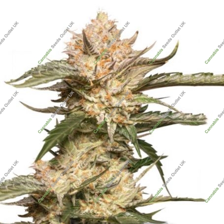 Trichome Cream Auto Marijuana Strain by Dutch Passion For Sale Online at Cannabis Seeds Outlet