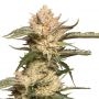 Trichome Cream Auto Marijuana Strain by Dutch Passion For Sale Online at Cannabis Seeds Outlet