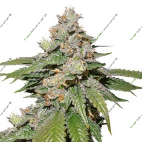 Mokums Tulip Auto Feminized Marijuana Strain by Dutch Passion For Sale Online at Cannabis Seeds Outlet