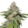 Mokums Tulip Auto Feminized Marijuana Strain by Dutch Passion For Sale Online at Cannabis Seeds Outlet