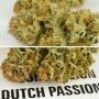 Dutch Passion Mokums Tulip Auto Smoke Buds Weed Ganja Skunk Dope Pot Images Pics Nuggets