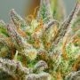 Mokums Tulip Auto Feminized by Dutch Passion THC Content Potency Strength CBD Height Yield Flowering Time Indica Sativa Genetics