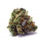 Dutch Passion Kerosene Krash Auto Smoke Buds Weed Ganja Skunk Dope Pot Images Pics Nuggets
