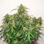 Kerosene Krash Auto Feminized by Dutch Passion THC Content Potency Strength CBD Height Yield Flowering Time Indica Sativa Geneti