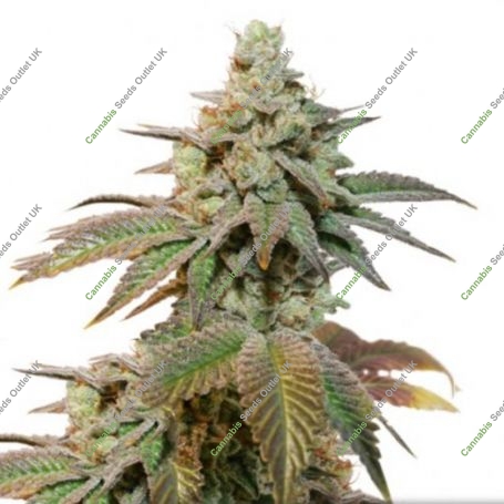 Kerosene Krash Auto Feminized Marijuana Strain by Dutch Passion For Sale Online at Cannabis Seeds Outlet