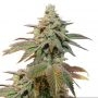 Kerosene Krash Auto Feminized Marijuana Strain by Dutch Passion For Sale Online at Cannabis Seeds Outlet