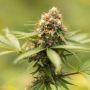 Dutch Passion Cannabis Strain Durban Dew Feminized Marijuana Seeds Original Collector Souvenir Authentic Packaging Packs