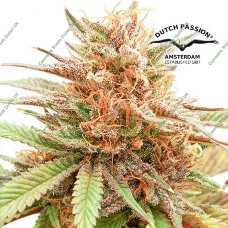 Durban Dew Feminized Marijuana Strain by Dutch Passion For Sale Online at Cannabis Seeds Outlet