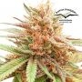 Durban Dew Feminized Marijuana Strain by Dutch Passion For Sale Online at Cannabis Seeds Outlet
