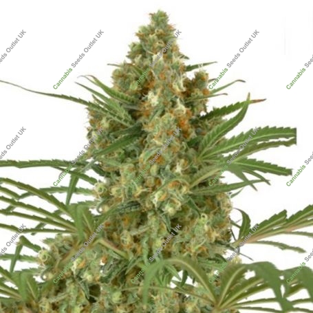 Snow Bud Feminized Marijuana Strain by Dutch Passion For Sale Online at Cannabis Seeds Outlet