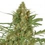 Snow Bud Feminized Marijuana Strain by Dutch Passion For Sale Online at Cannabis Seeds Outlet