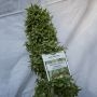 Dutch Passion Snow Bud Smoke Buds Weed Ganja Skunk Dope Pot Images Pics Nuggets