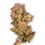 Snow Bud Feminized by Dutch Passion THC Content Potency Strength CBD Height Yield Flowering Time Indica Sativa Genetics