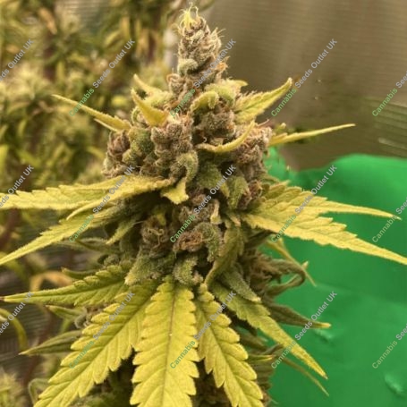 Cannacotta Feminized Marijuana Strain by TasteBudz For Sale Online at Cannabis Seeds Outlet