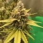 Cannacotta Feminized Marijuana Strain by TasteBudz For Sale Online at Cannabis Seeds Outlet