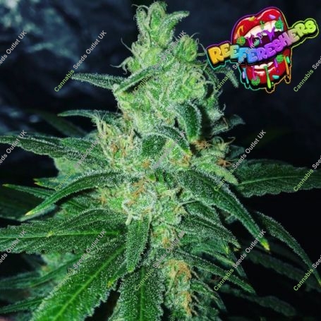 Reefereshers Feminized Marijuana Strain by TasteBudz For Sale Online at Cannabis Seeds Outlet