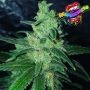 Reefereshers Feminized Marijuana Strain by TasteBudz For Sale Online at Cannabis Seeds Outlet