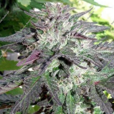 Cherry Pie Fast V Feminized Marijuana Strain by Advanced Seeds For Sale Online at Cannabis Seeds Outlet