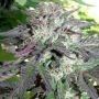 Cherry Pie Fast V Feminized Marijuana Strain by Advanced Seeds For Sale Online at Cannabis Seeds Outlet