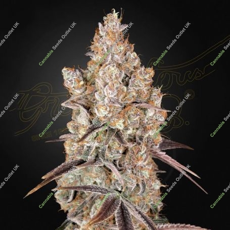 Holy Snow Marijuana Strain by Greenhouse Seeds For Sale Online at Cannabis Seeds Outlet