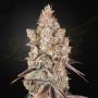 Holy Snow Marijuana Strain by Greenhouse Seeds For Sale Online at Cannabis Seeds Outlet