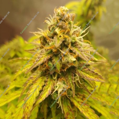 Fat Petes Cookies Auto Marijuana Strain by Super Sativa Seed Club For Sale Online at Cannabis Seeds Outlet