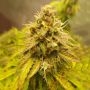 Fat Petes Cookies Auto Marijuana Strain by Super Sativa Seed Club For Sale Online at Cannabis Seeds Outlet