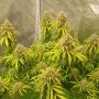 Super Sativa Seed Club Fat Petes Cookies Auto Smoke Buds Weed Ganja Skunk Dope Pot Images Pics Nuggets
