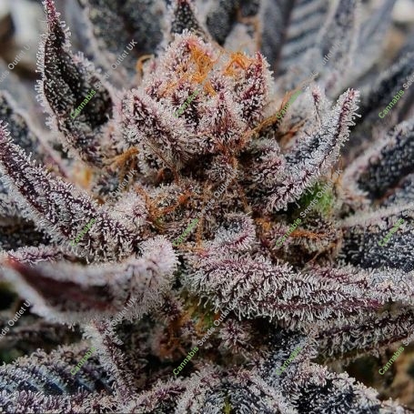 Limosa Feminized Marijuana Strain by Black Farm Genetix For Sale Online at Cannabis Seeds Outlet