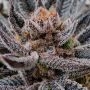 Limosa Feminized Marijuana Strain by Black Farm Genetix For Sale Online at Cannabis Seeds Outlet