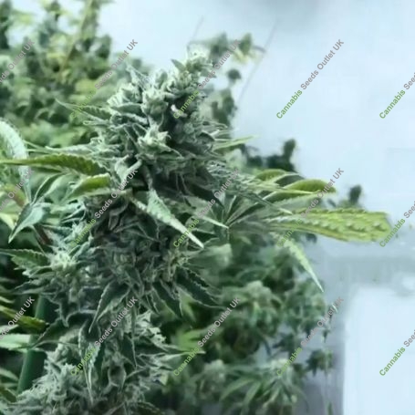 Lemon Miracle Feminized Marijuana Strain by Black Farm Genetix For Sale Online at Cannabis Seeds Outlet