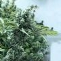 Lemon Miracle Feminized Marijuana Strain by Black Farm Genetix For Sale Online at Cannabis Seeds Outlet