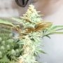 Black Farm Genetix Lemon Miracle Smoke Buds Weed Ganja Skunk Dope Pot Images Pics Nuggets