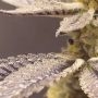 Black Farm Genetix Venice Kush Cake Smoke Buds Weed Ganja Skunk Dope Pot Images Pics Nuggets