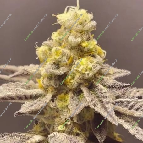 Venice Kush Cake Feminized Marijuana Strain by Black Farm Genetix For Sale Online at Cannabis Seeds Outlet