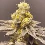 Venice Kush Cake Feminized Marijuana Strain by Black Farm Genetix For Sale Online at Cannabis Seeds Outlet