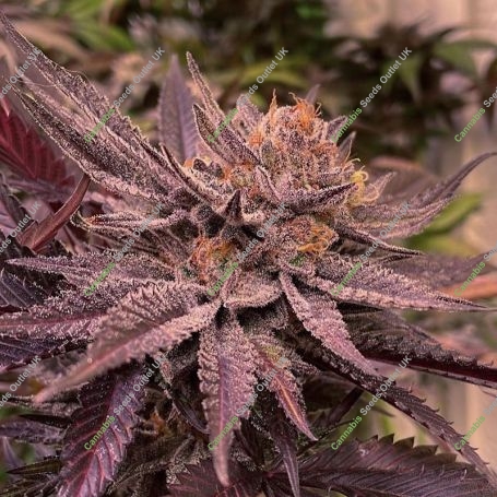 Lamponi Feminized Marijuana Strain by Black Farm Genetix For Sale Online at Cannabis Seeds Outlet