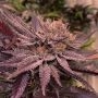 Lamponi Feminized Marijuana Strain by Black Farm Genetix For Sale Online at Cannabis Seeds Outlet