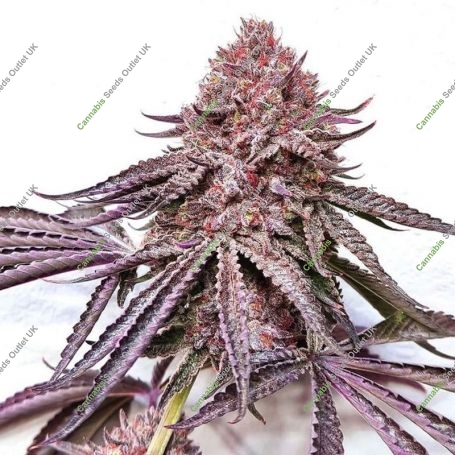 IPanema Feminized Marijuana Strain by Black Farm Genetix For Sale Online at Cannabis Seeds Outlet