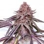 IPanema Feminized Marijuana Strain by Black Farm Genetix For Sale Online at Cannabis Seeds Outlet