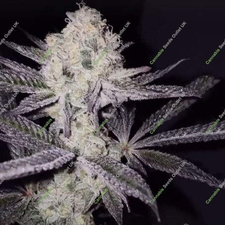 Sinaloa Feminized Marijuana Strain by Black Farm Genetix For Sale Online at Cannabis Seeds Outlet