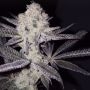Sinaloa Feminized Marijuana Strain by Black Farm Genetix For Sale Online at Cannabis Seeds Outlet