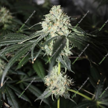 Zkittlez x Zombie Kush Feminized Marijuana Strain by Ripper Seeds For Sale Online at Cannabis Seeds Outlet