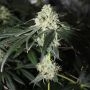Zkittlez x Zombie Kush Feminized Marijuana Strain by Ripper Seeds For Sale Online at Cannabis Seeds Outlet