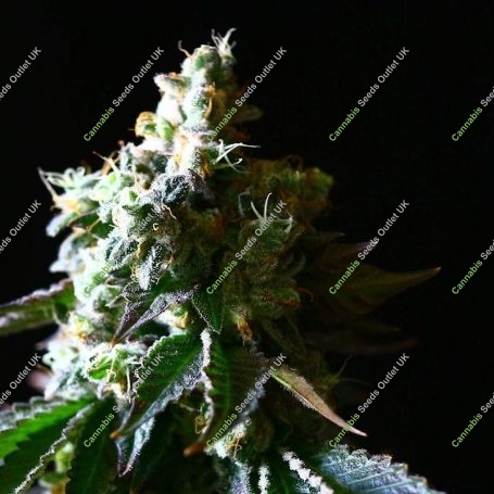 Sour Face x Animal Cookies Feminized Marijuana Strain by Ripper Seeds For Sale Online at Cannabis Seeds Outlet
