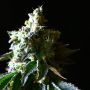 Sour Face x Animal Cookies Feminized Marijuana Strain by Ripper Seeds For Sale Online at Cannabis Seeds Outlet