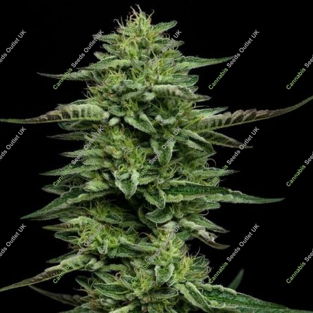The Bling Feminized Marijuana Strain by Humboldt Seed Company For Sale Online at Cannabis Seeds Outlet