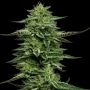 The Bling Feminized Marijuana Strain by Humboldt Seed Company For Sale Online at Cannabis Seeds Outlet